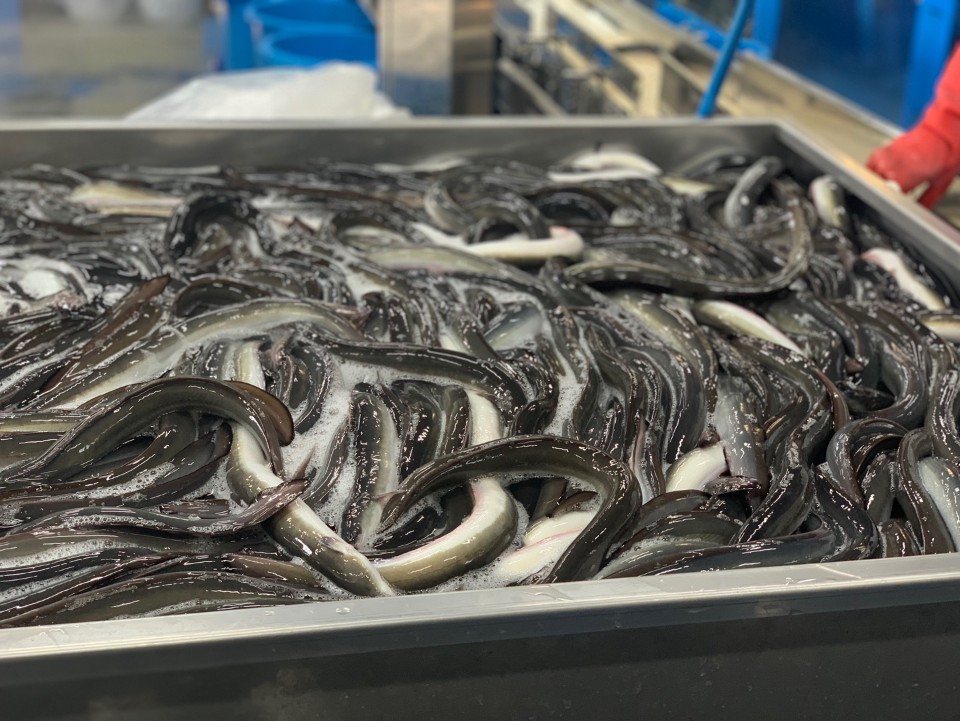 고창 선운산 국산 자포니카 풍천장어 장어 500g 민물장어 : 황가네 풍천장어