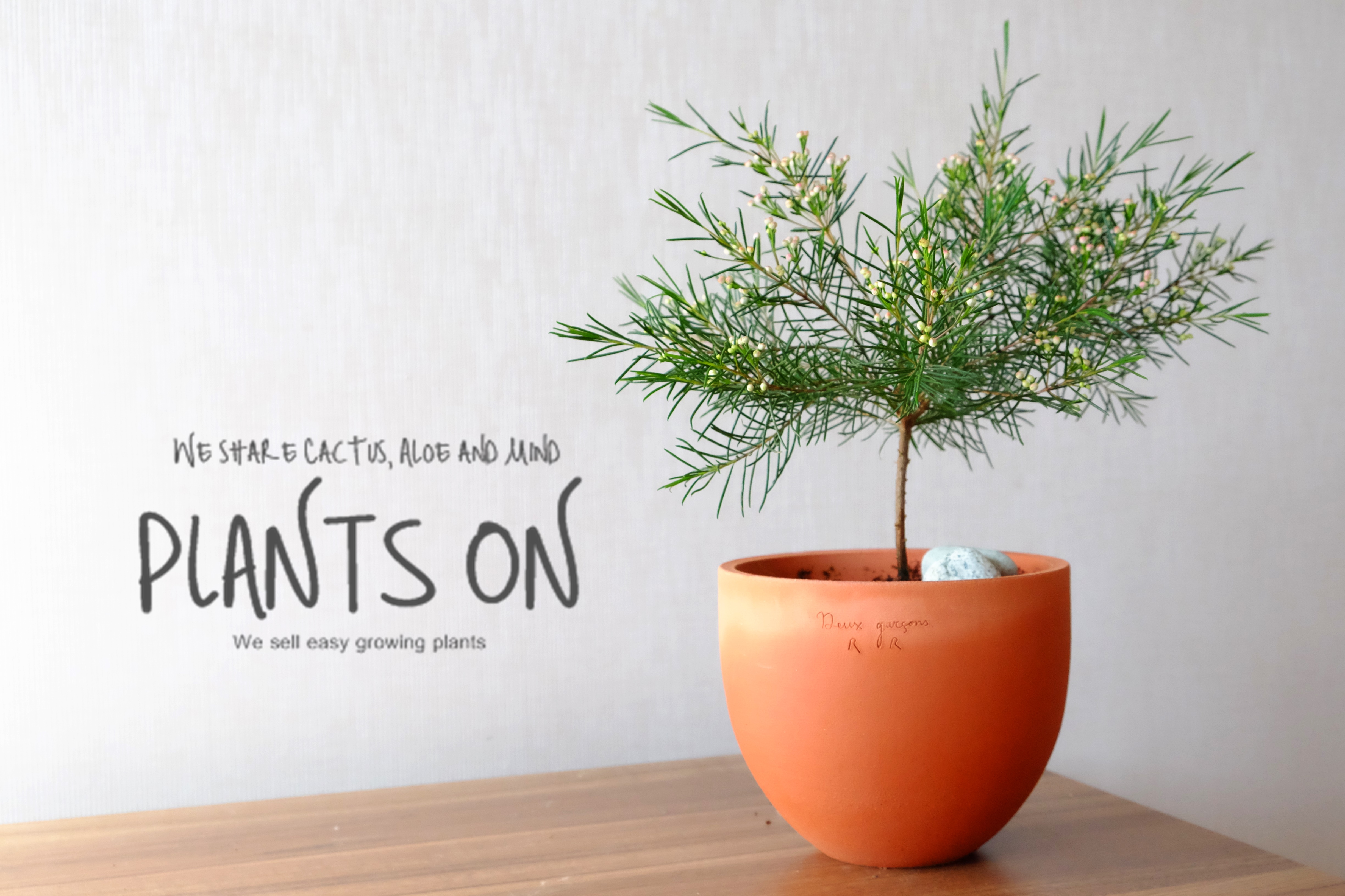 왁스플라워 두갸르송 오리지널 팡팟15 포함 40cm  / 듀가르송 / deuxgarcons Waxflower : 플랜츠온