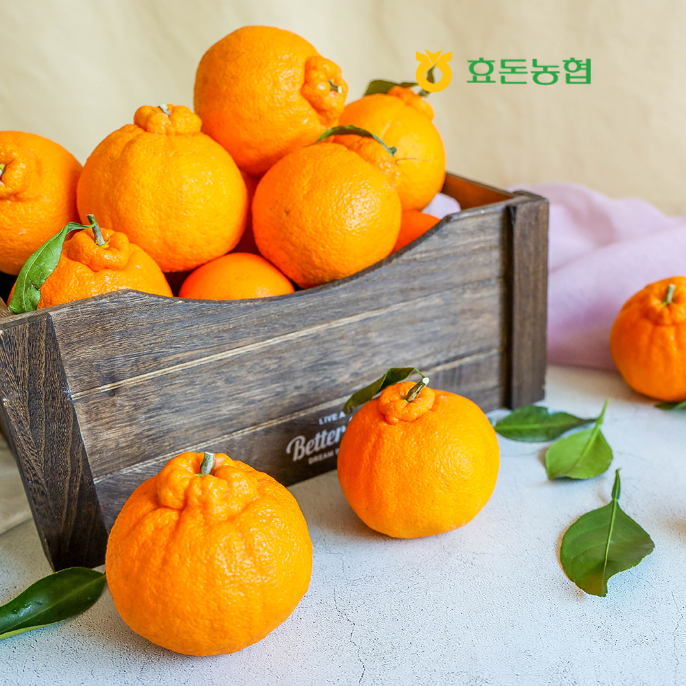 효돈농협 서귀포 다우렁 한라봉 선물용 가정용 3kg : 효돈농협