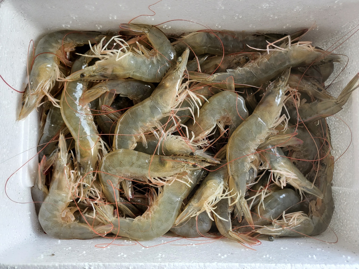 2021 국내산 왕새우 전라남도 대하 500g 16-18미 1kg 32-34미 흰다리새우 생물 제철 활새우 자연산 : 영광청년