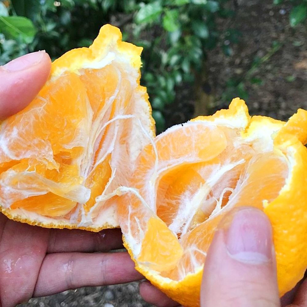 제주 한라봉 3kg 5kg 가정용 명품 선물 세트 : 참좋은 제주몰