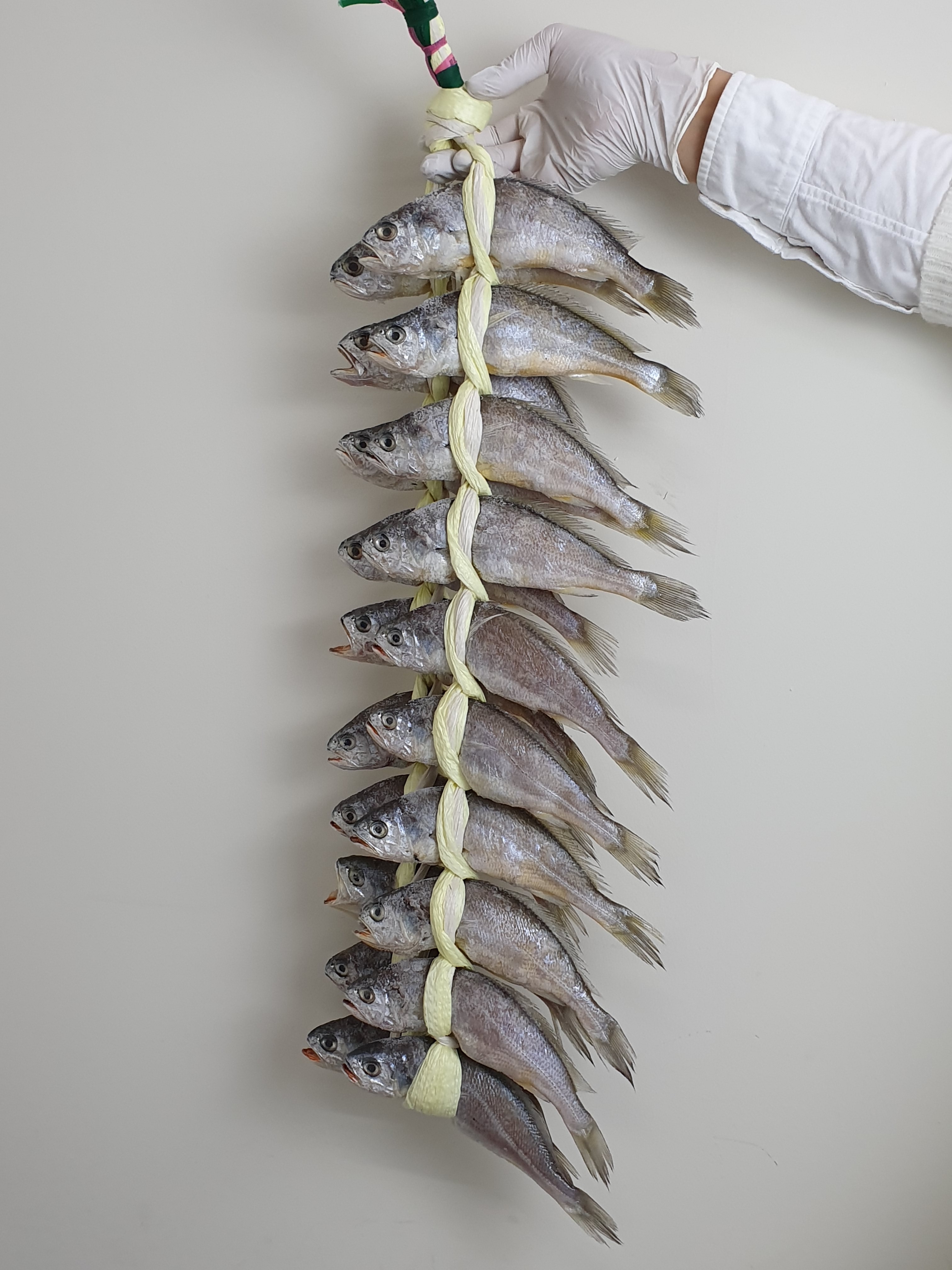 법성포 영광굴비 20미 2.1kg 선물세트 국내산 밥반찬 집반찬 참조기 맛좋은 굴비구이 : 행복이넘치는상점