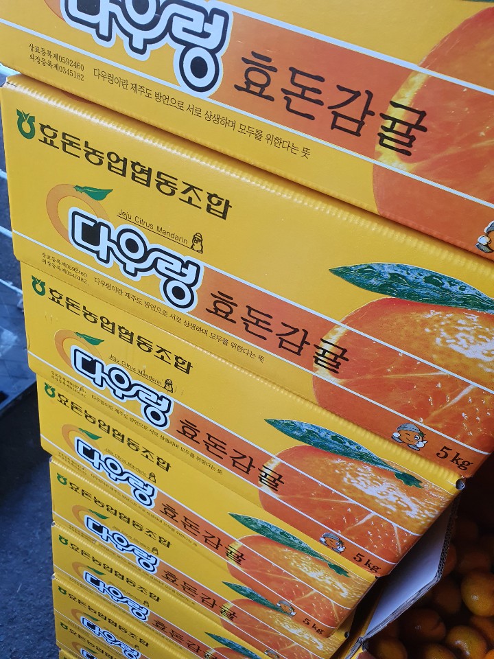 고당도 다우렁 조생 효돈 제주 서귀포 감귤 3kg 5kg : 고당도 과일