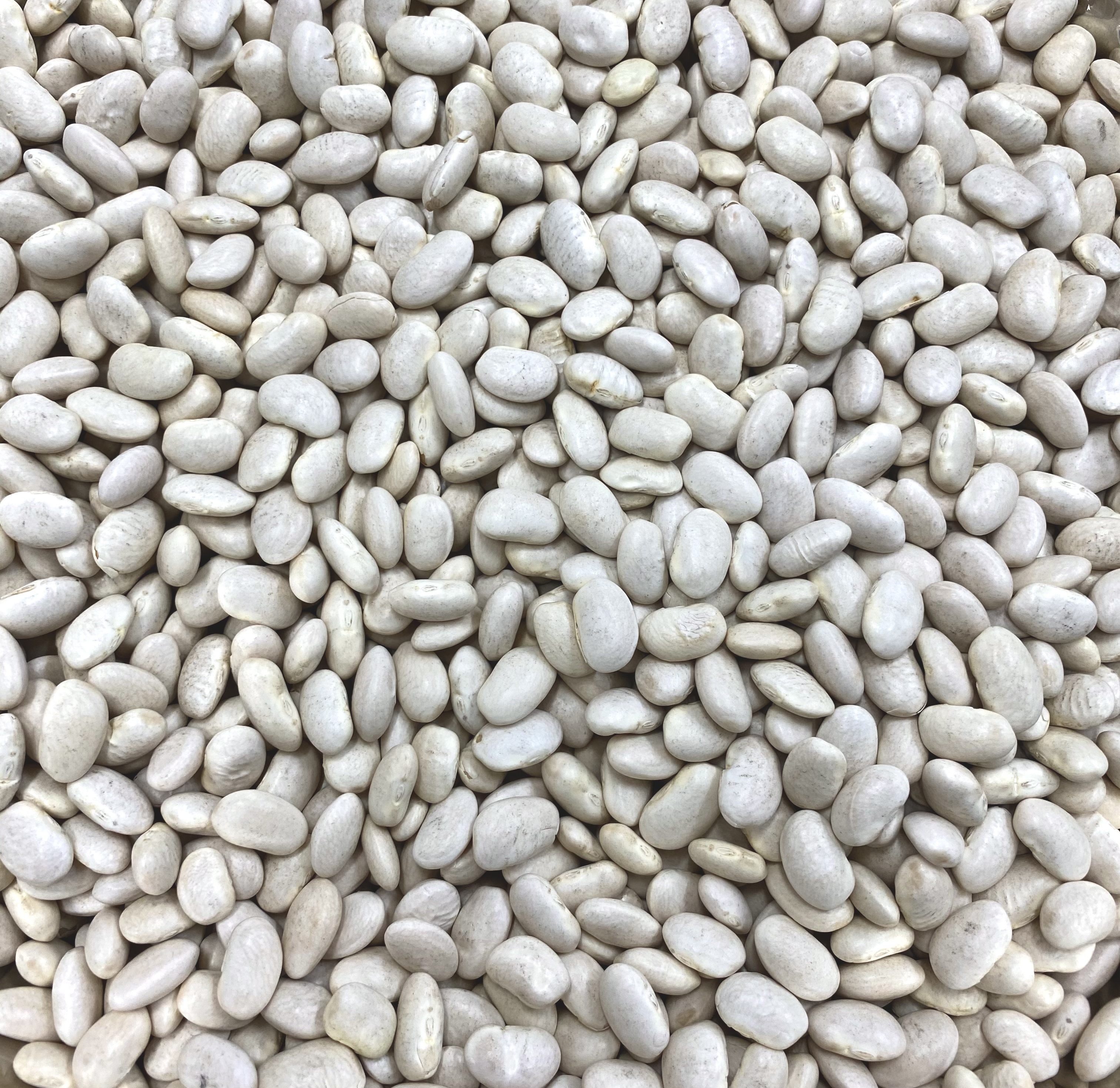 [아도아잡] 수입 캐나다 20년 햇곡 흰강낭콩 5kg 잡곡 1kg씩추가가능 : 아빠도토리 아들잡곡