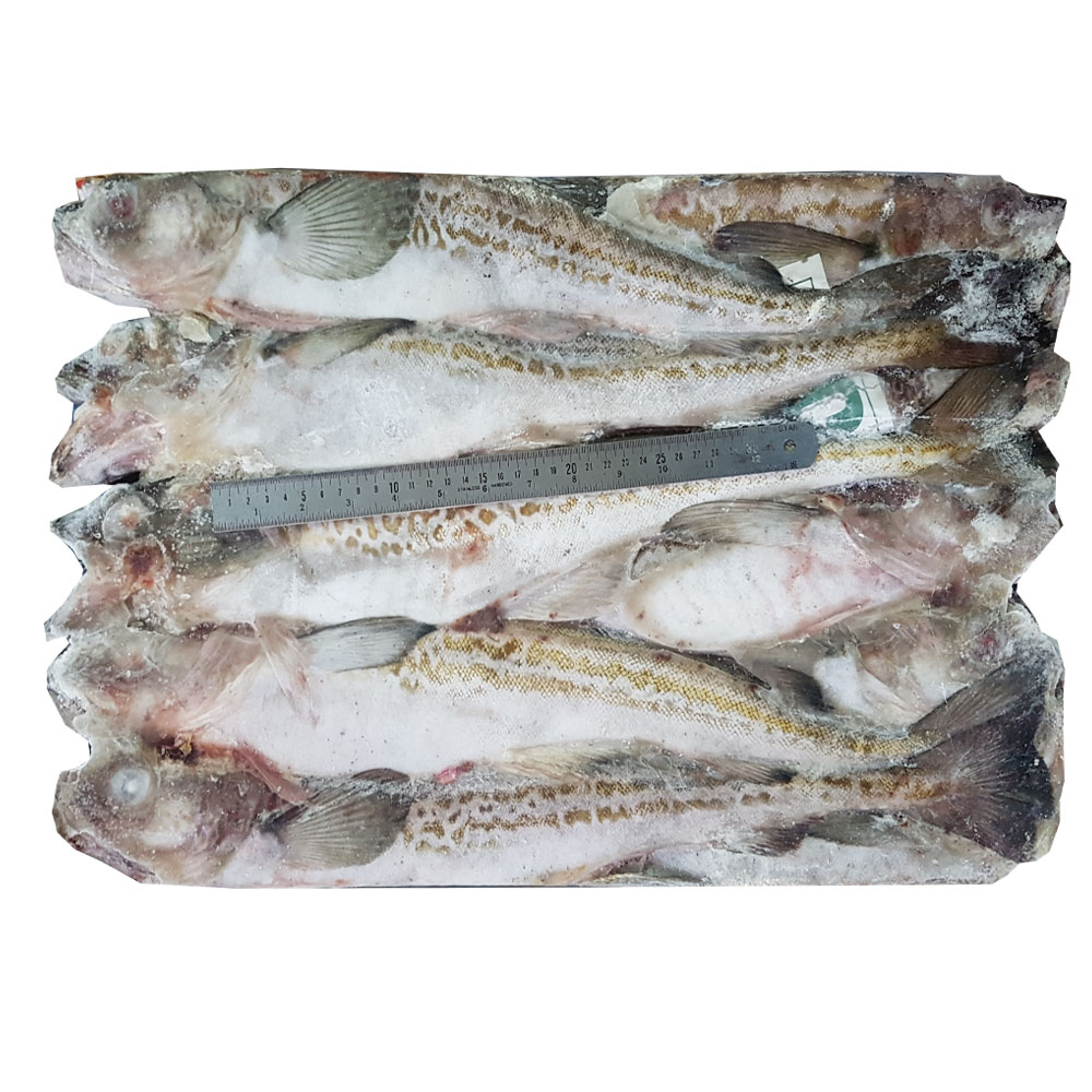 조은상사 동태 21.5kg1박스 5통20마리 7통28마리내외 코타리 명태 선동명태 베링해 : 조은푸드