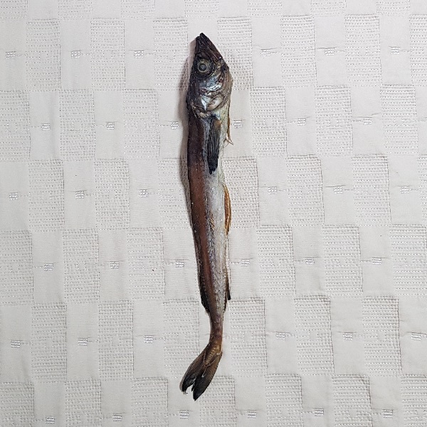 중국산 건어물 진향통명태 (1봉지 10미)44~45cm, 당일발송, : Happy Life