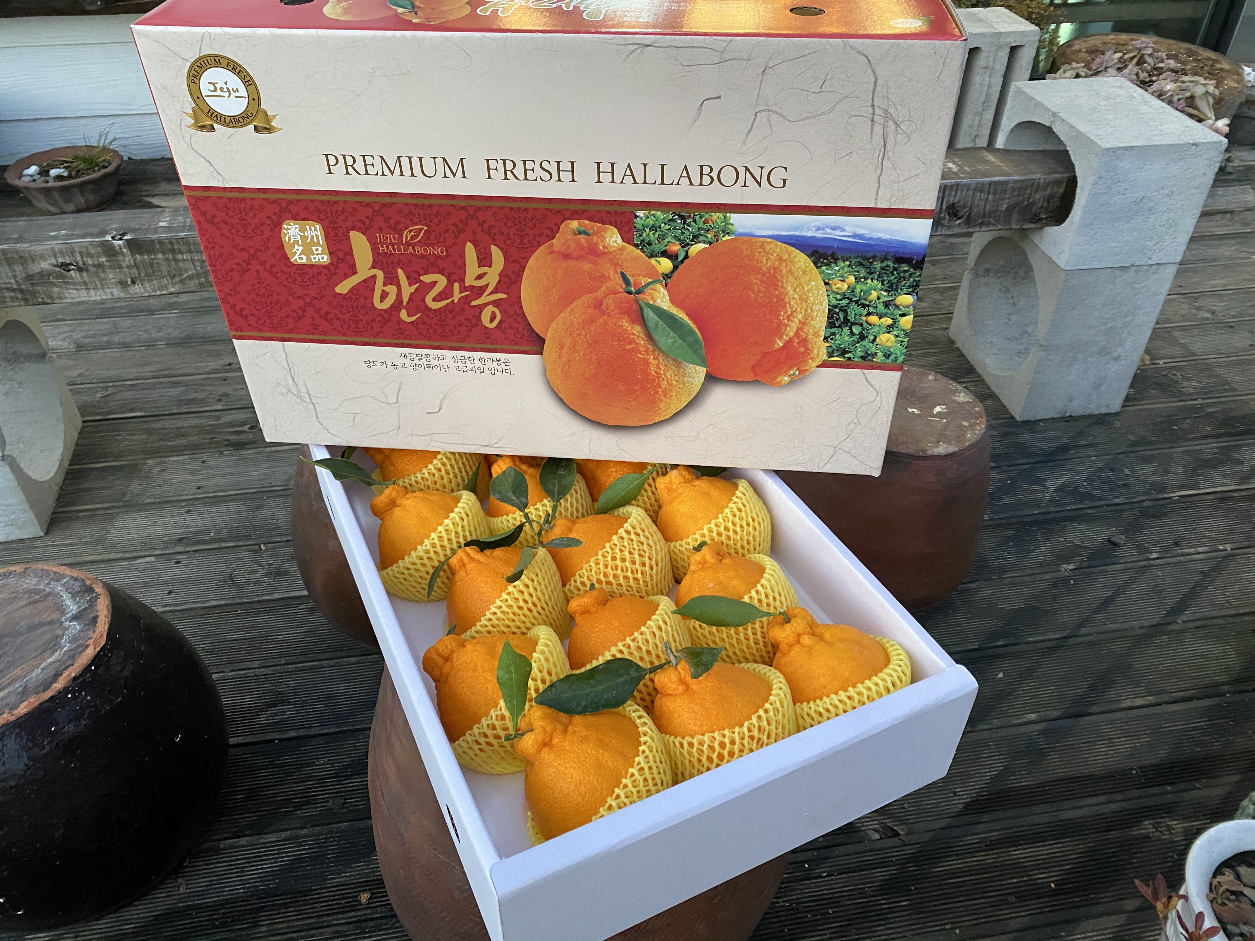 제주 바람농원 한라봉 : 제주 바람 농원