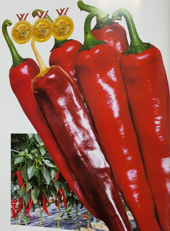 칼라킹/고추종자 칼라킹/사카타코리아 정품종자/1,200립 1봉 : 두레농약종묘센터