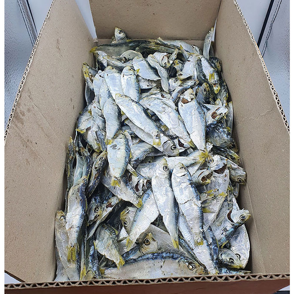 건통령 국내산 디포리 실속형 1.5kg 한박스 : 건통령