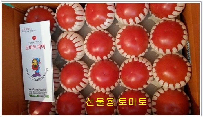 대통령표창 완숙토마토 찰토마토 유럽품종5kg,2.5kg : 토마토피아