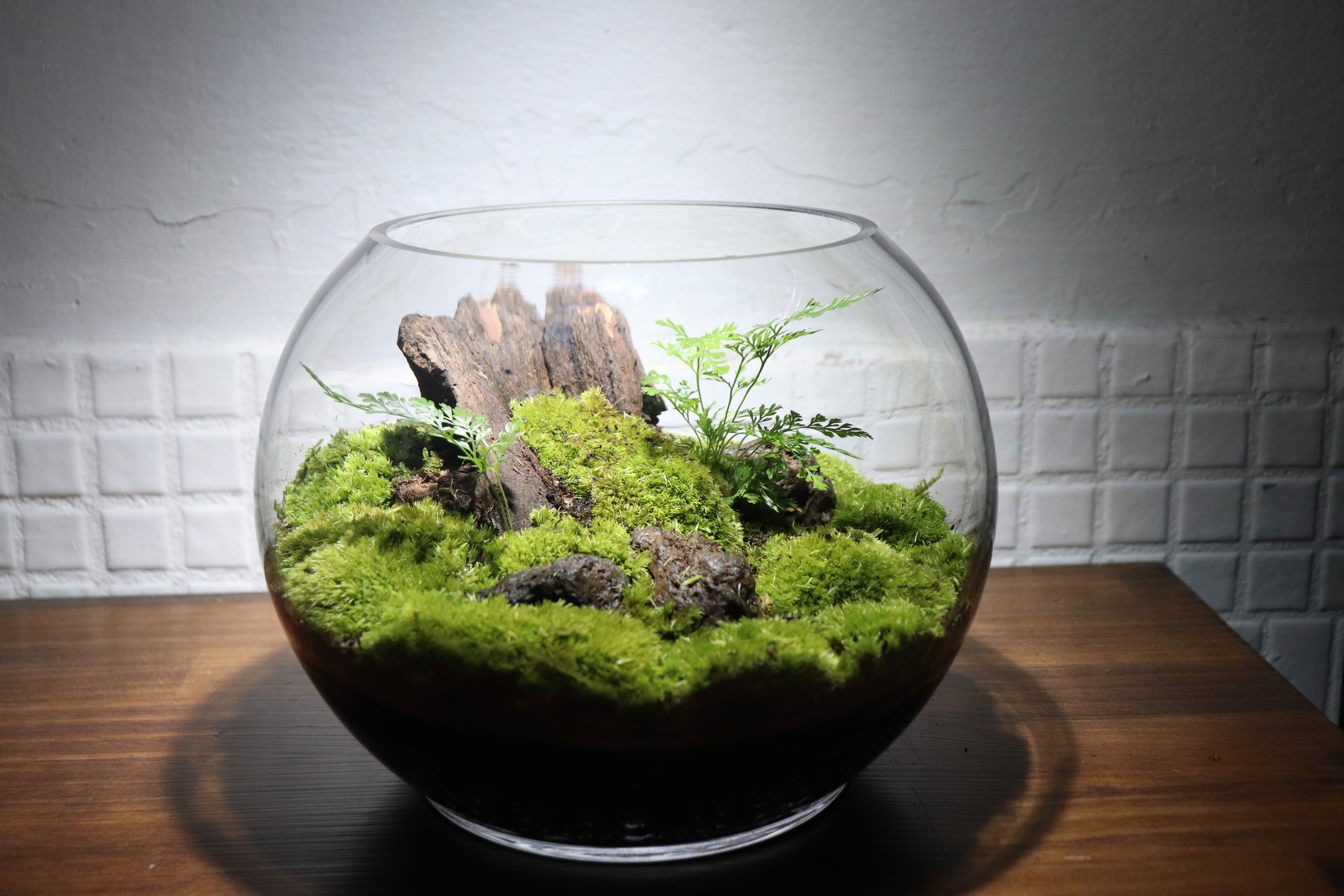 비오톱 이끼 테라리움 만들기 DIY 소자 키트 : 비오토프 갤러리