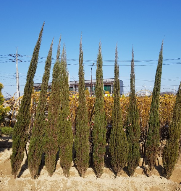 블루에로우 키35cm 키100cm 상록수 고급울타리 조경 전원주택정원(블루애로우) : 트리팜원예종묘