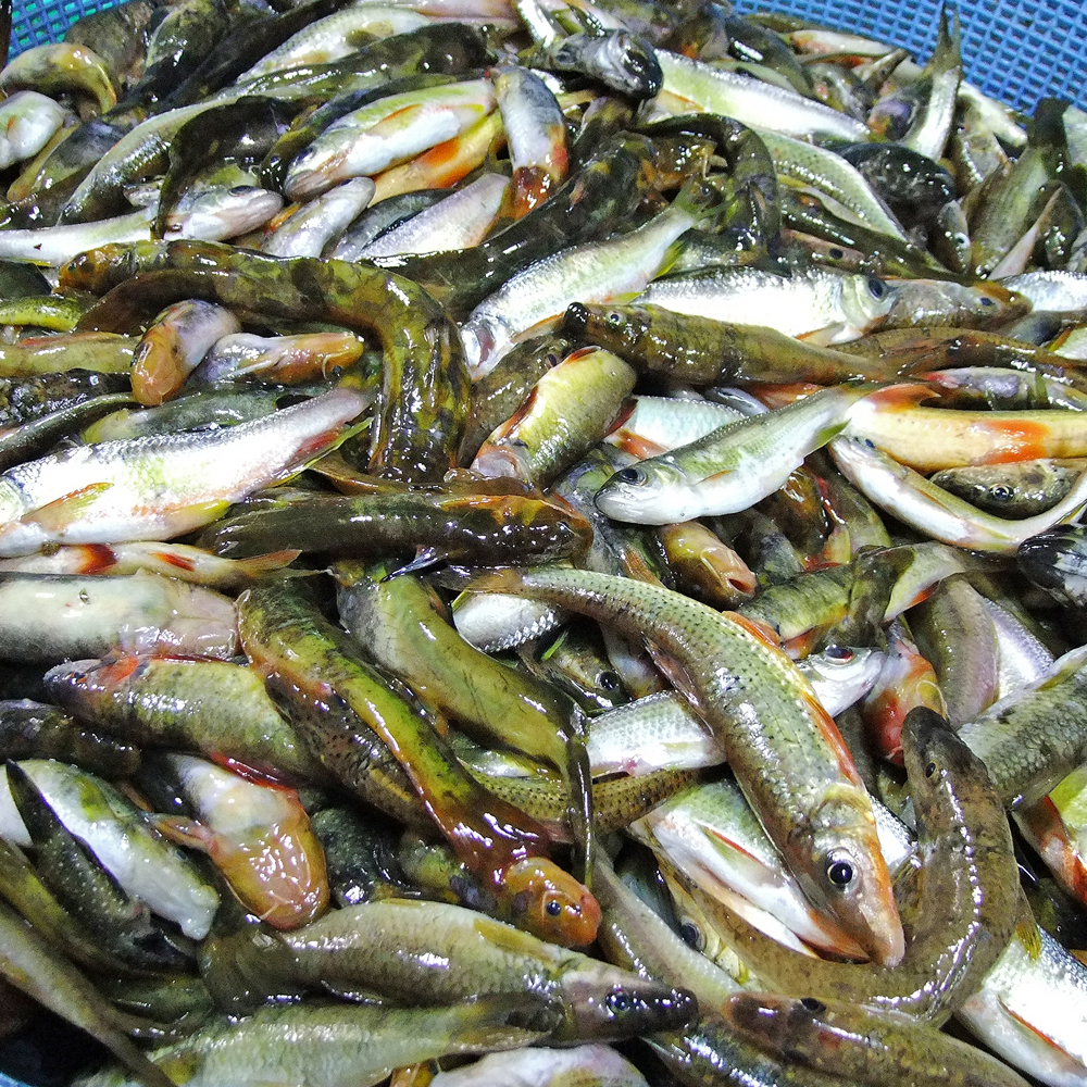 국내산 토종 민물고기 잡고기 500g , 100%자연산 민물매운탕 어탕 어죽 : 자연나라다슬기