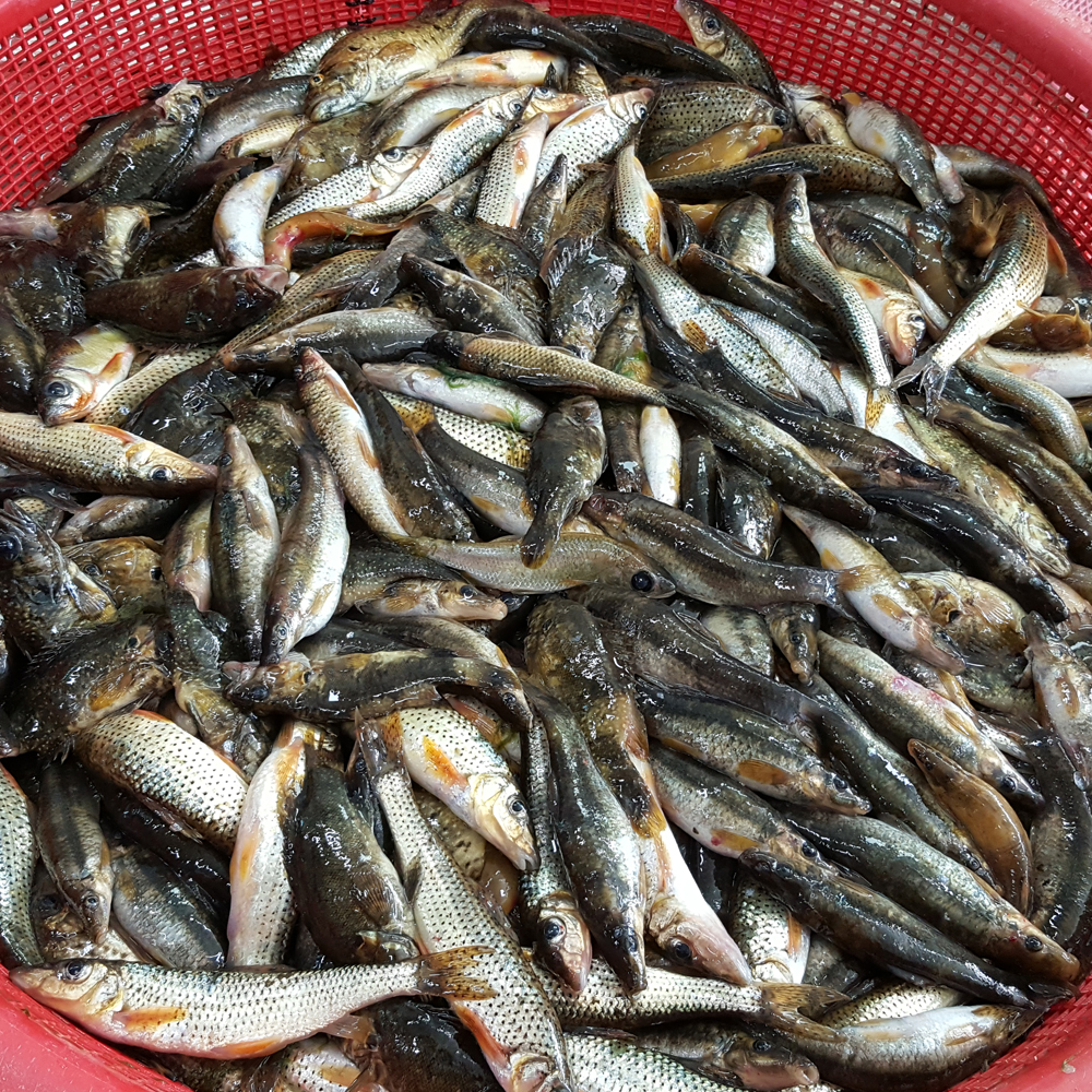 국내산 토종 민물고기 잡고기 500g , 100%자연산 민물매운탕 어탕 어죽 : 자연나라다슬기