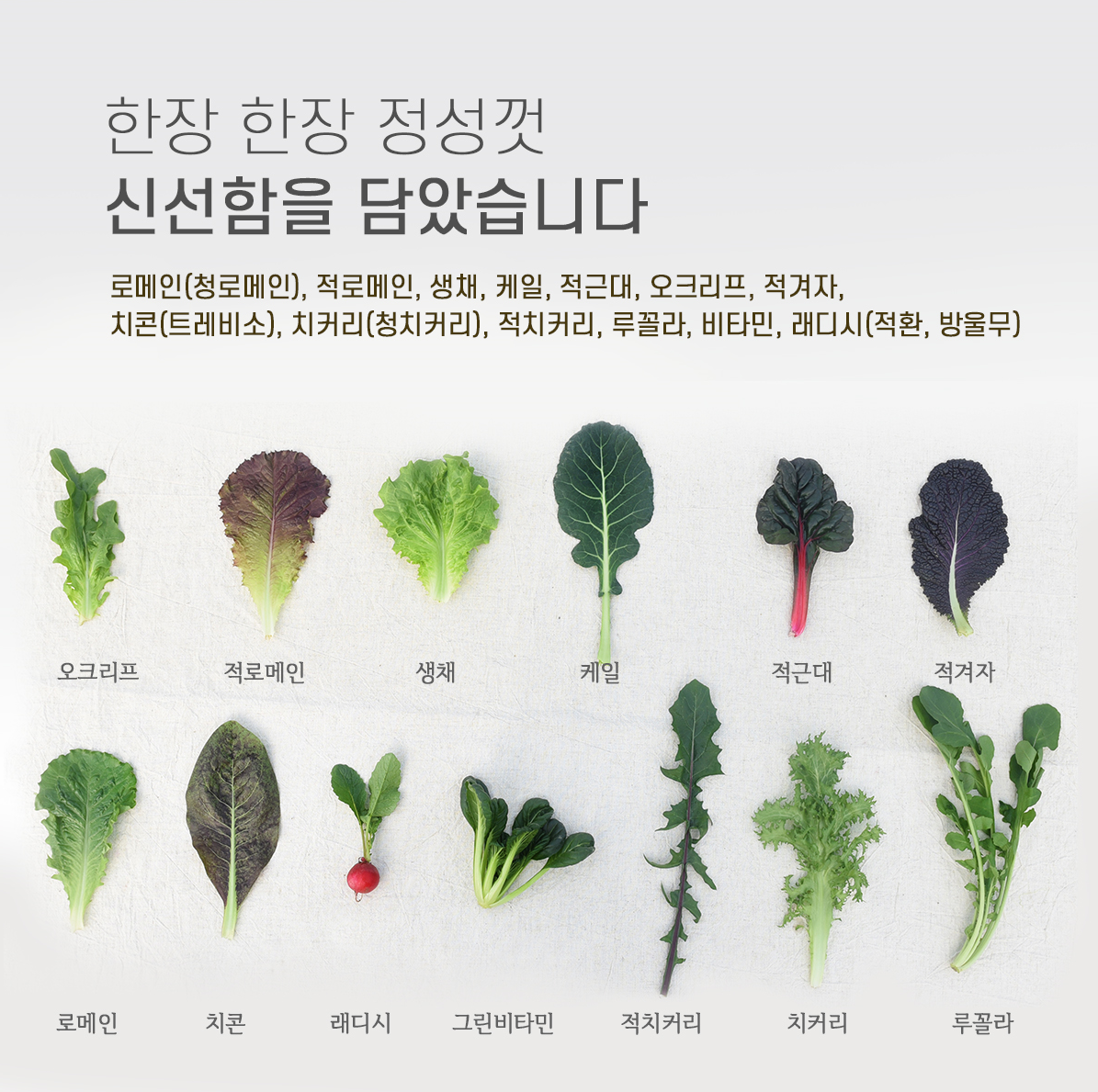 샐러드야채 쌈채소 1kg 로메인 그린비타민 루꼴라 쌈야채 치커리 적근대 모듬쌈 케일 : 짱아찌네 농장