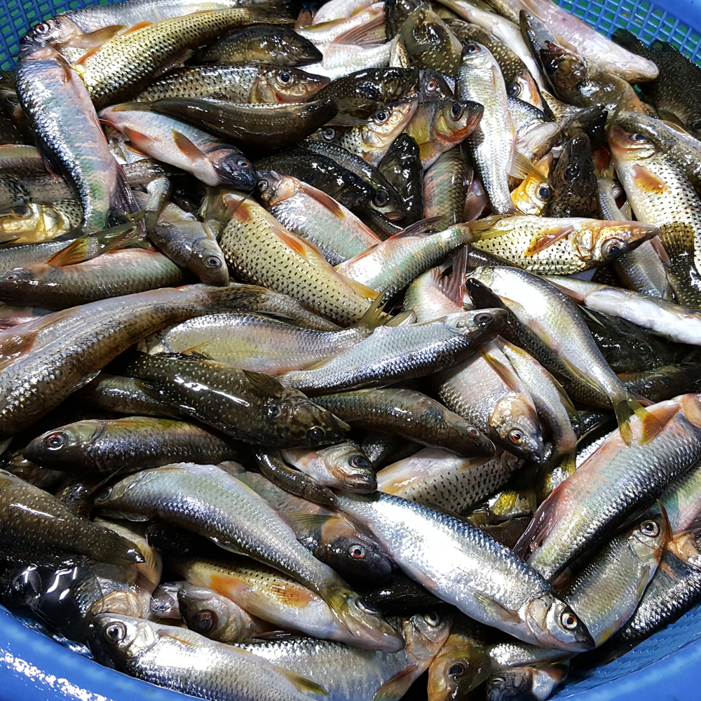 국내산 토종 민물고기 잡고기 500g , 100%자연산 민물매운탕 어탕 어죽 : 자연나라다슬기