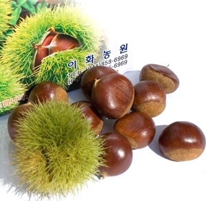 이화농원 공주 정안옥광밤(대)8kg(2024년 햇밤) : 이화농원 정안알밤
