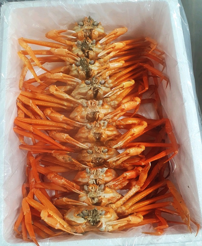 창포수산 대게 홍게 박달 연지 영덕 포항 구룡포 자숙 연지3kg : 포항 창포수산