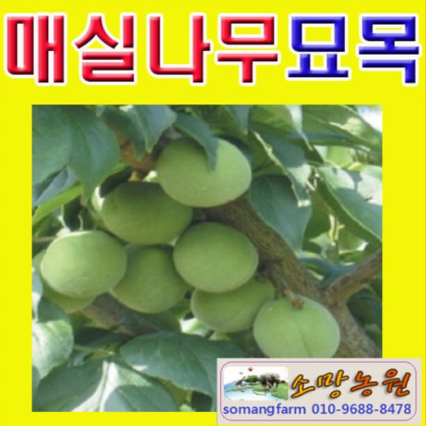 (D소망)슈퍼왕매실묘목(접목1년생) 3그루 : 소망원예농원