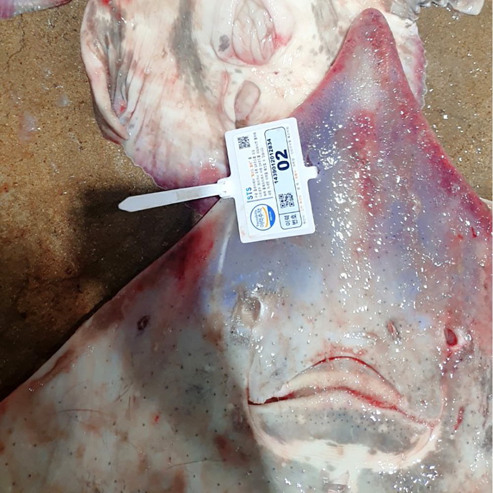 국산 암치 흑산홍어 흑산도홍어 250g,500g : 청정팜리