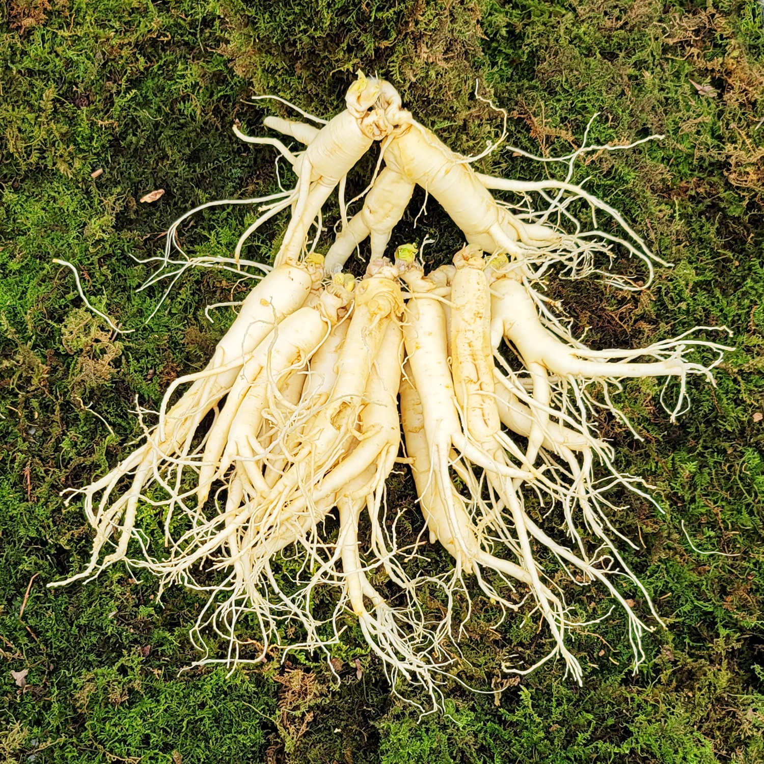 금산인삼 수삼 흠있는난발삼 중 1채 750g 15-18뿌리 무료세척 : 금산수삼도소매센터