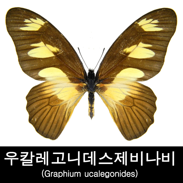 우칼레고니데스제비나비표본/Graphium ucalegonides : BABURMART바부르마트