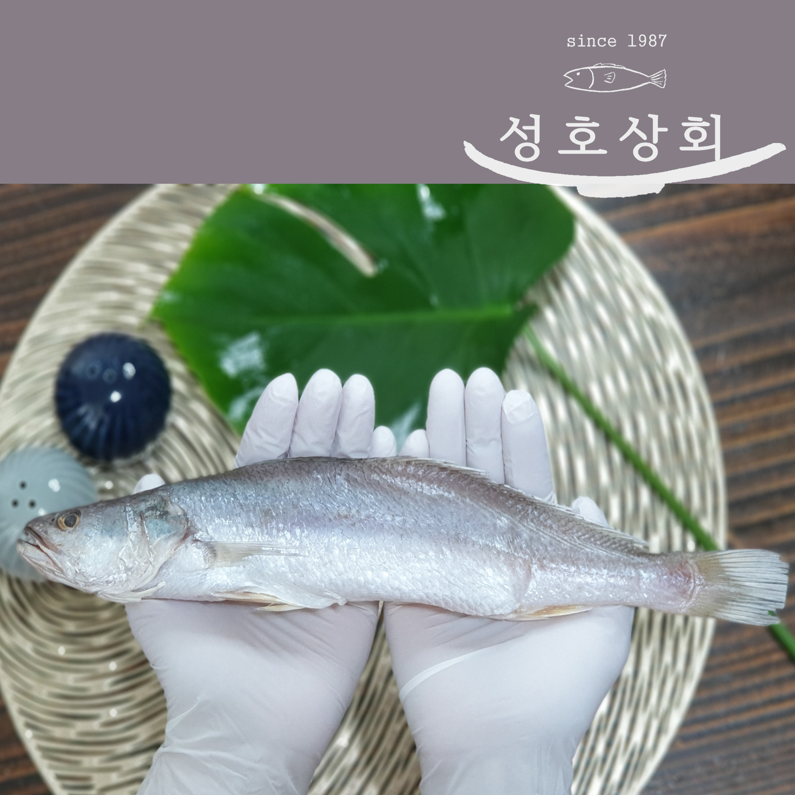 민어조기 24-26cm 5P 영상가이석태 뾰족조기 뾰조기 쪼삣조기 반찬 반건조 손질 제사 : 성호상회