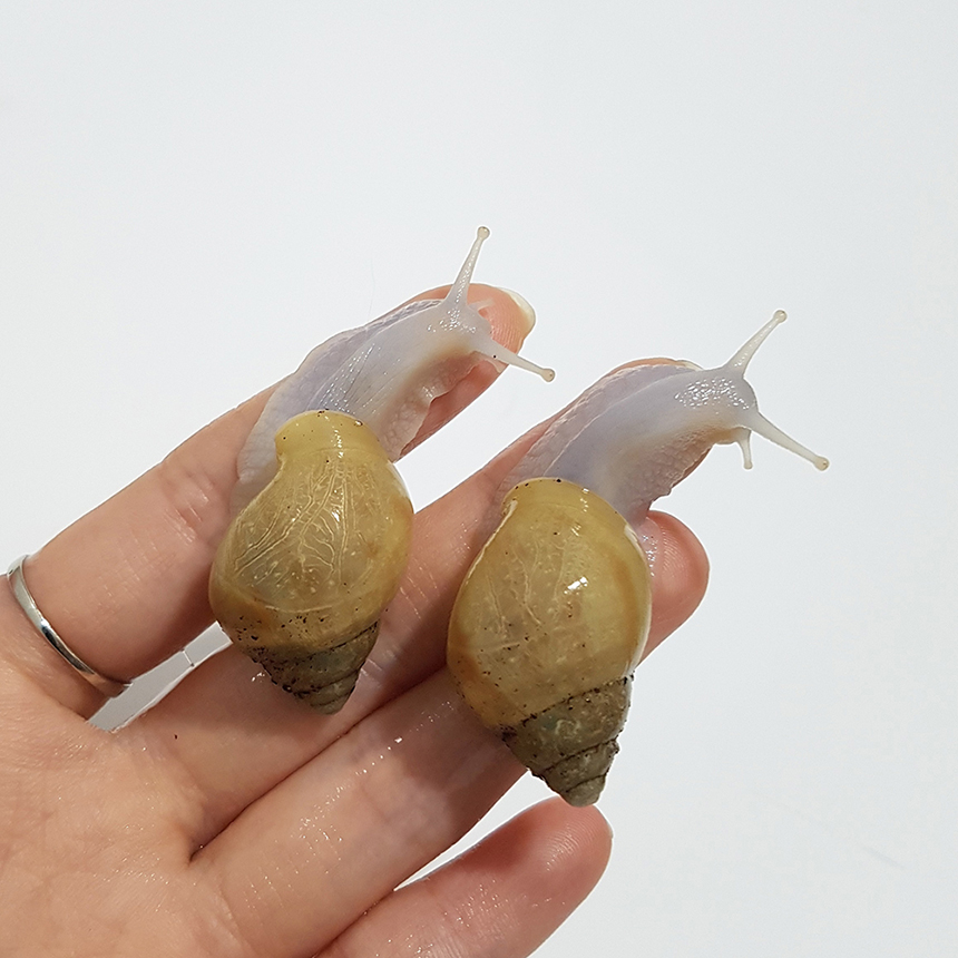 [달팽이키우기] 금와달팽이 3cm이하 1마리 : 귤팽이
