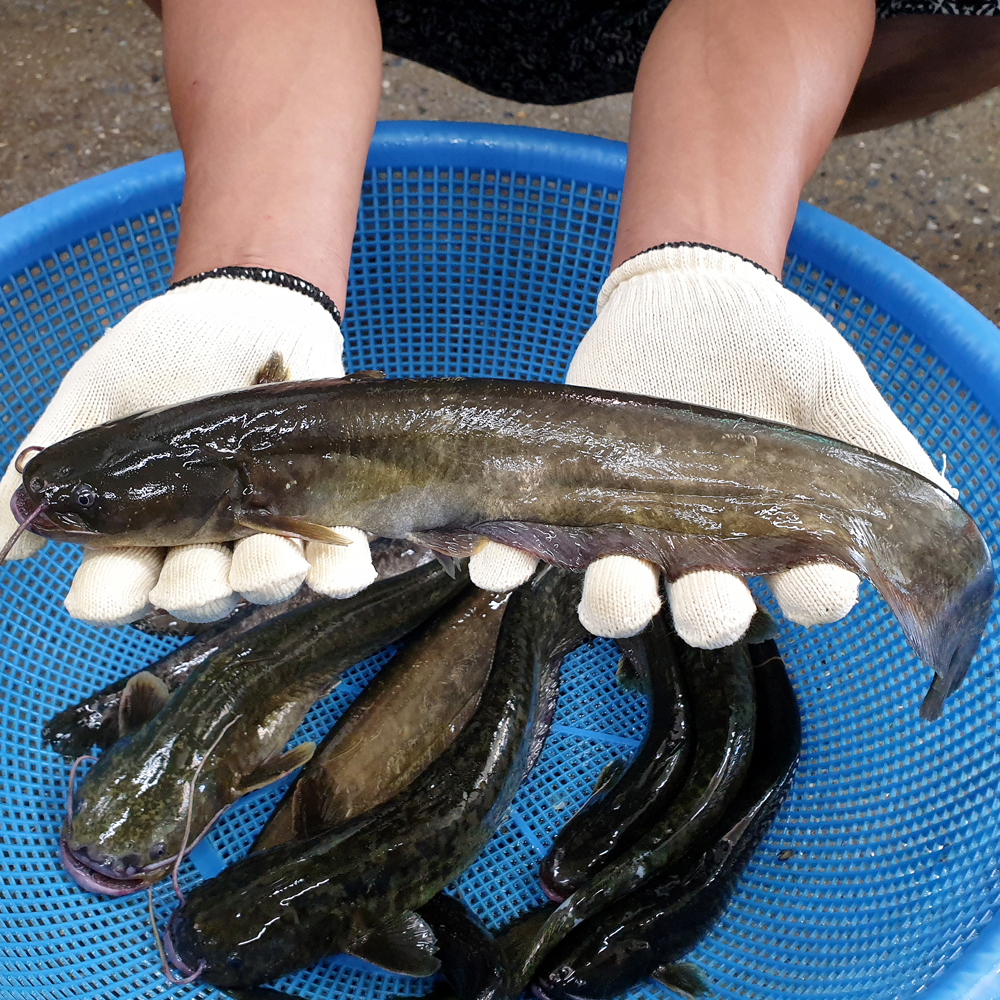 국내산 민물고기 메기 1kg , 메기매운탕 민물매운탕 어탕 어죽 : 자연나라다슬기