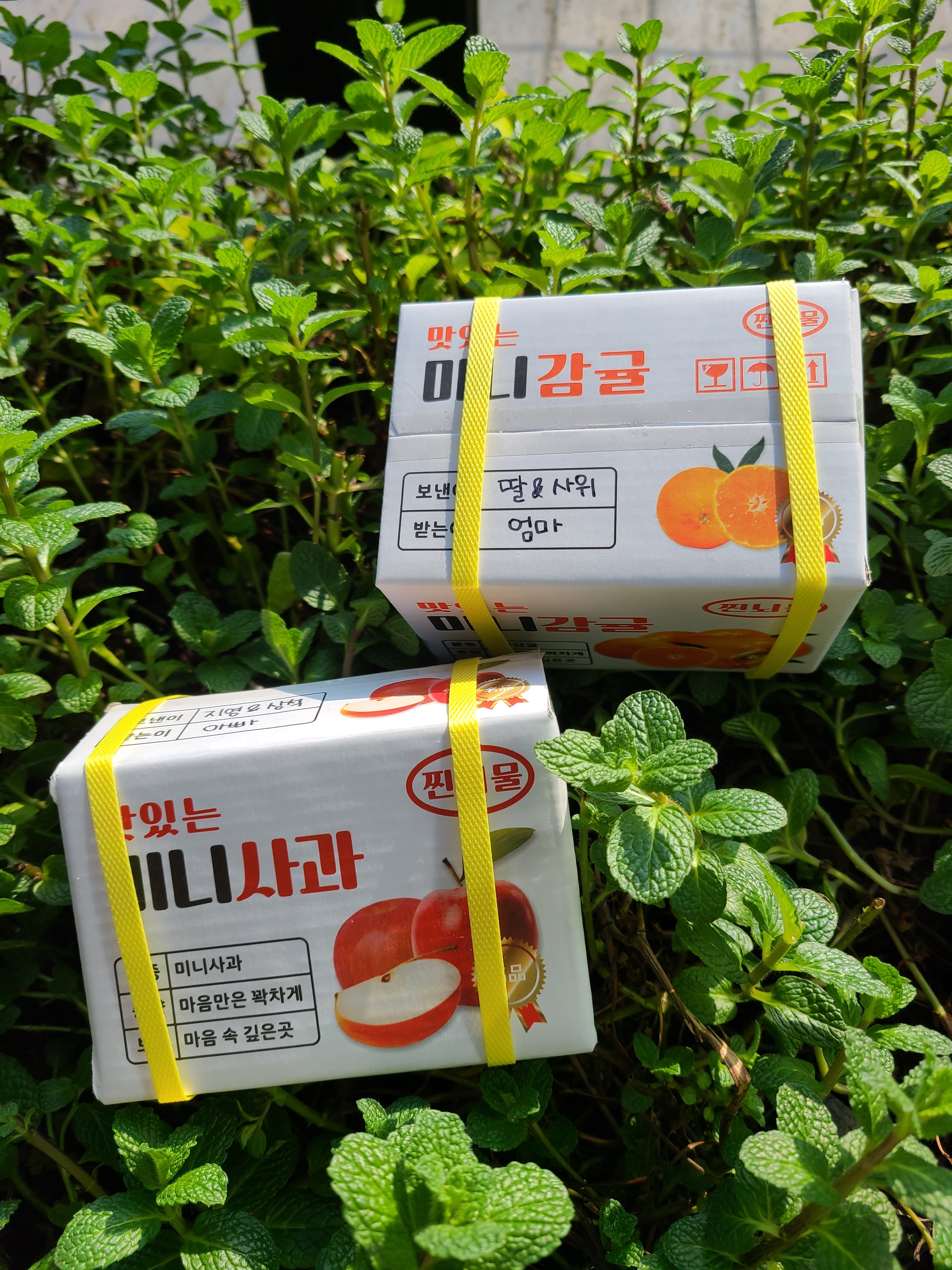 미니과일뇌물박스1탄 미니사과용돈박스 : 아뜰리에 노엘