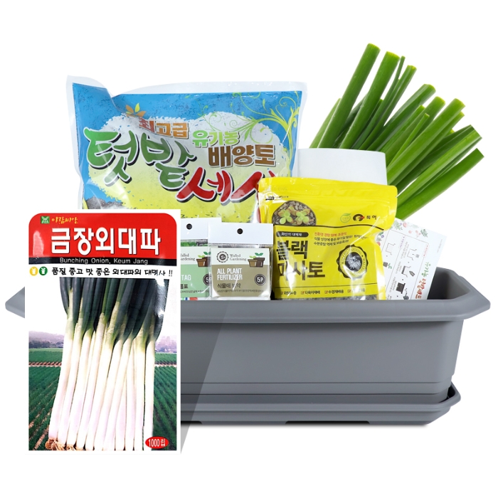 집에서 대파키우기 세트 키트 텃밭가꾸기 흙 씨앗 포함 베란다 화분 홈파밍 옥상 : 디노몬