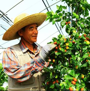 새순대추농원 보은 건대추 특1kg : 하이팜연합회