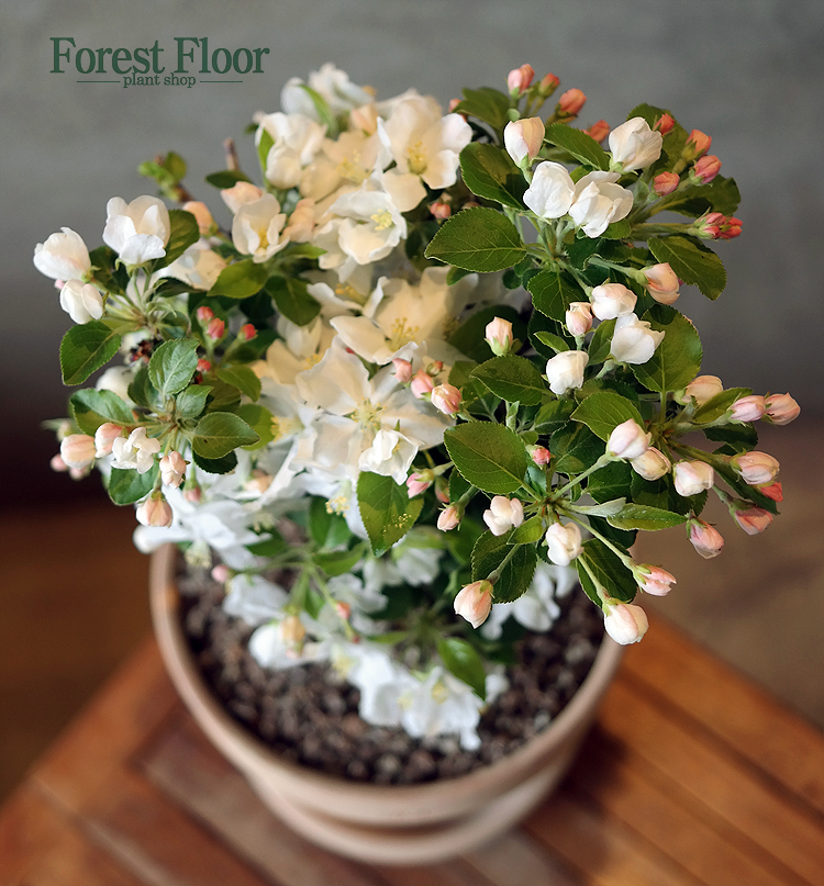 애기사과, 사과나무, 과실수, 유실수, 꽃나무, 이태리 토분 세트, 화분 Forest Floor : Forest Floor