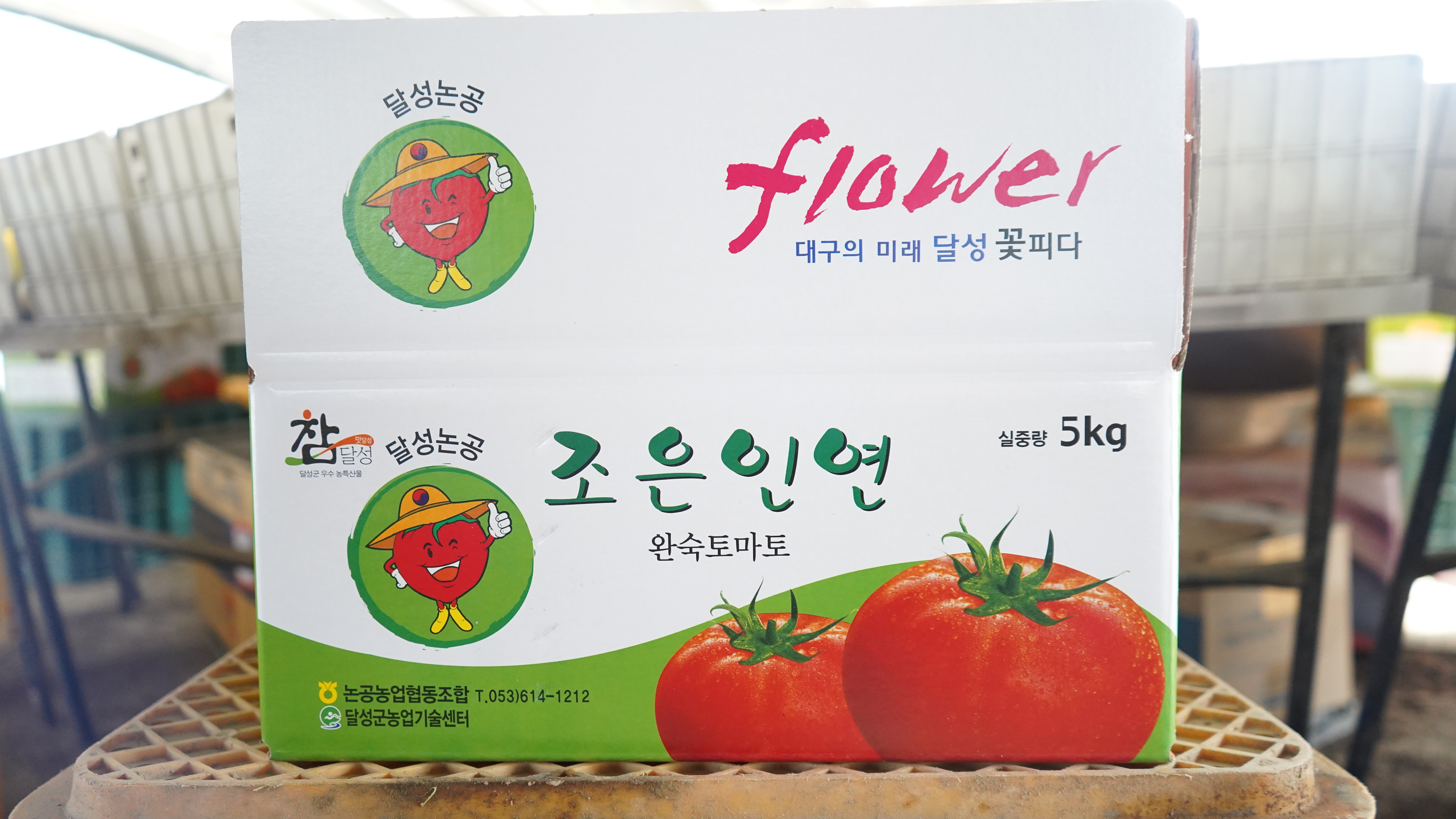 완숙 찰토마토 주스용 논공 조은인연 토마토 5kg : 픽잇프레시