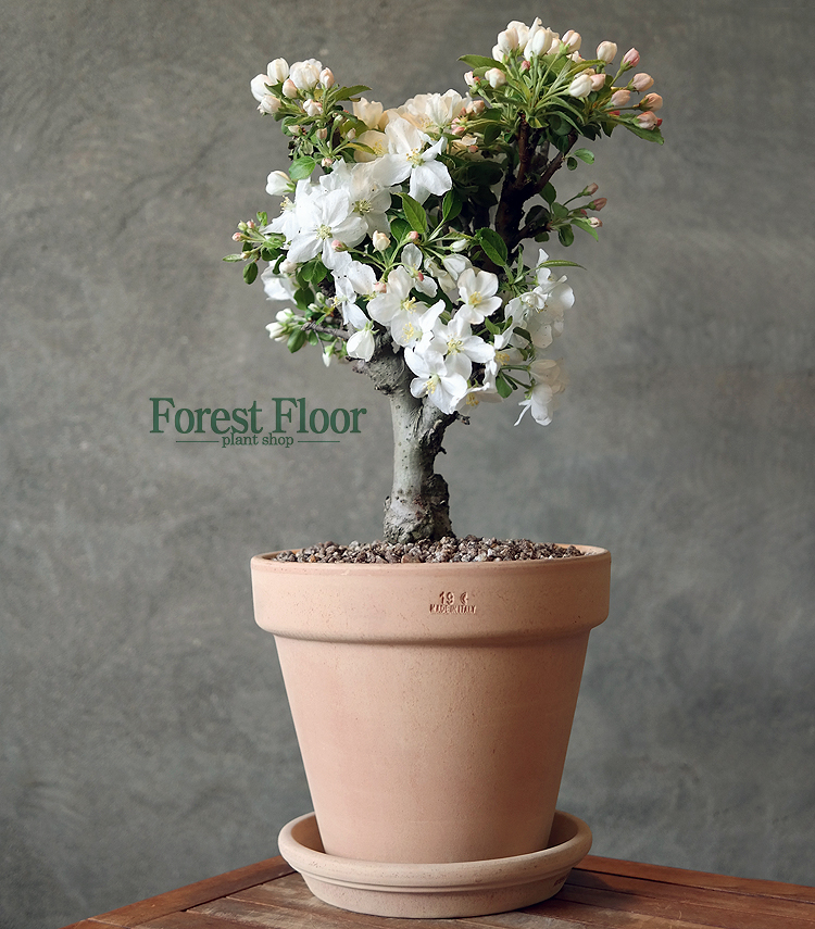 애기사과, 사과나무, 과실수, 유실수, 꽃나무, 이태리 토분 세트, 화분 Forest Floor : Forest Floor