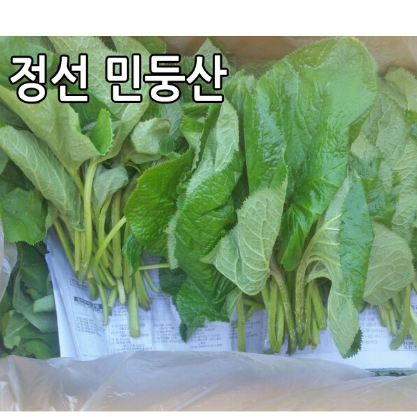 강원도 정선 곰취나물 2kg 민둥산 노지재배 곰취 생곰취 : 싱싱마루