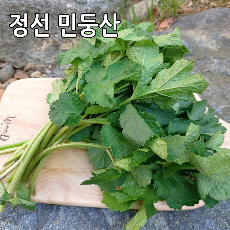 어수리나물 2kg 강원도 정선 민둥산 노지재배 산나물 어수리 : 싱싱마루