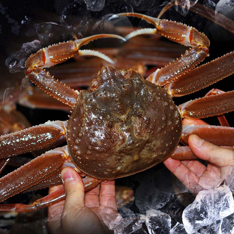 국내산 제철 자숙 홍게 5마리 1.5kg 포항 구룡포 붉은 택배 시세 싯가 라면 해산물 : 에브리씽픽
