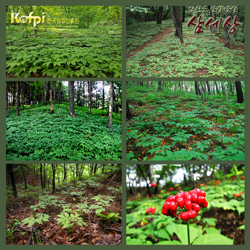 삼세상 2대째 심마니 1등급장뇌삼 1등급산양삼 7년근 10뿌리세트 강원도농장 직접채심판매 : 삼세상