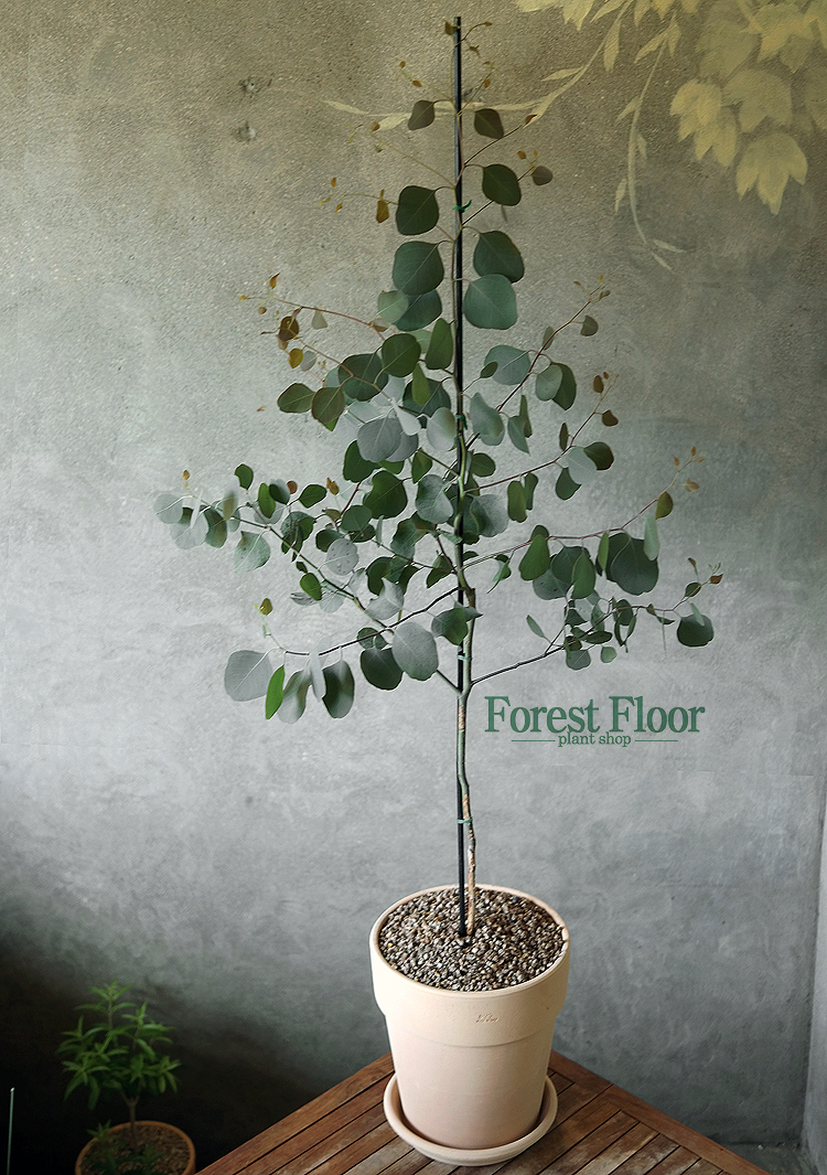 [단품] 유칼립투스 폴리안 [대구지역 배송상품], 이태리 토분 세트, Forest Floor : Forest Floor
