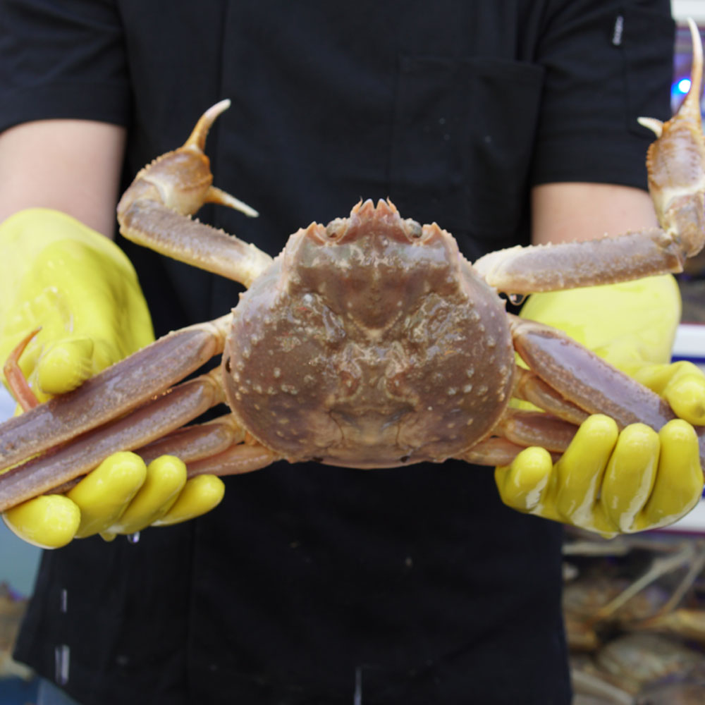 살아있는 활 박달대게 스노우크랩 1마리 800g-1.6kg 생물 킹크랩 꽃게 대게 배달 : 더쏠