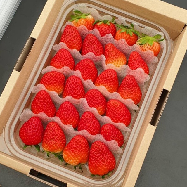 프리미엄 친환경 무농약 GAP인증 설향 딸기 1kg 1.5kg : 아란 마켓