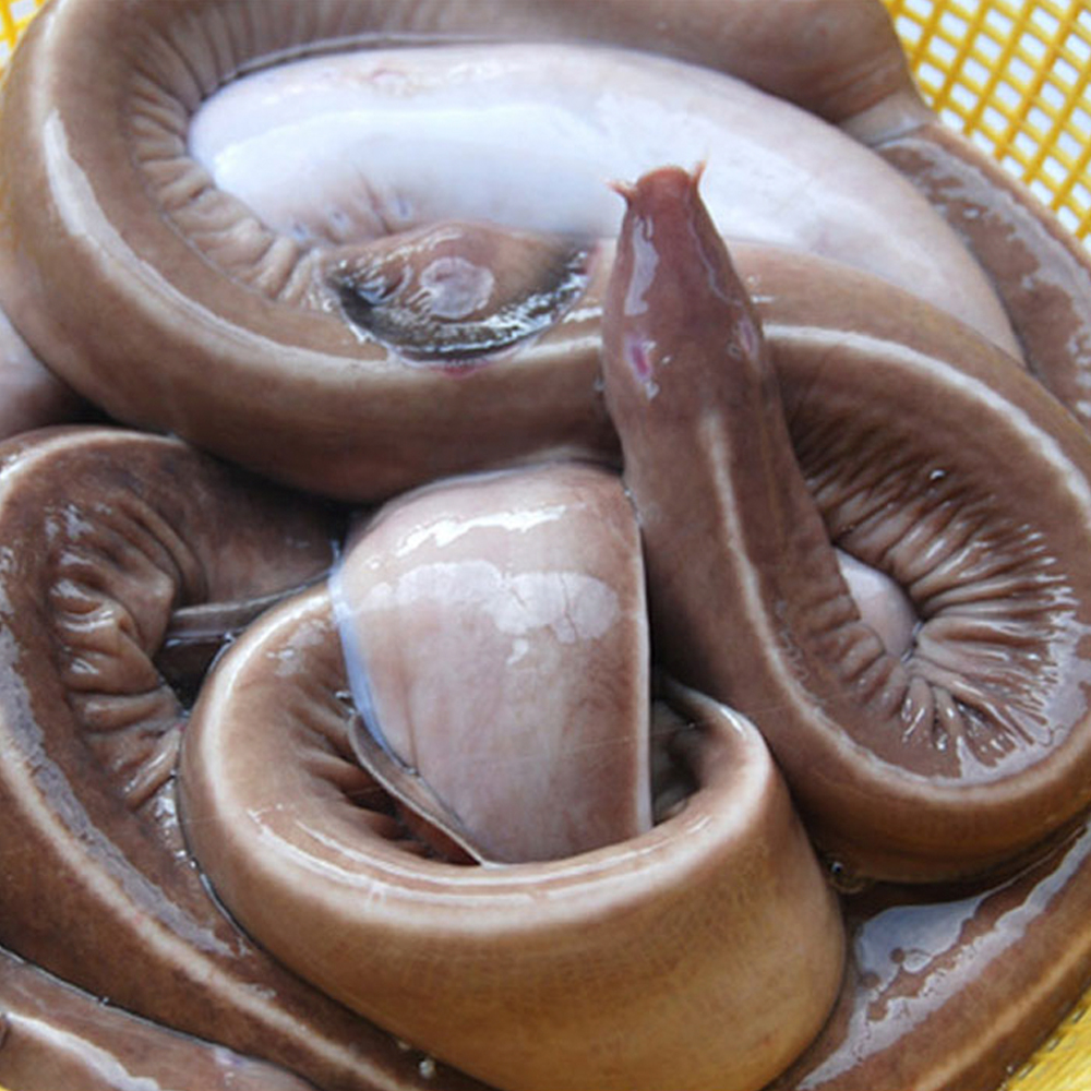 통영 산 꼼장어 1kg 먹장어 곰장어 구이 볶음 : 존맛탱푸드