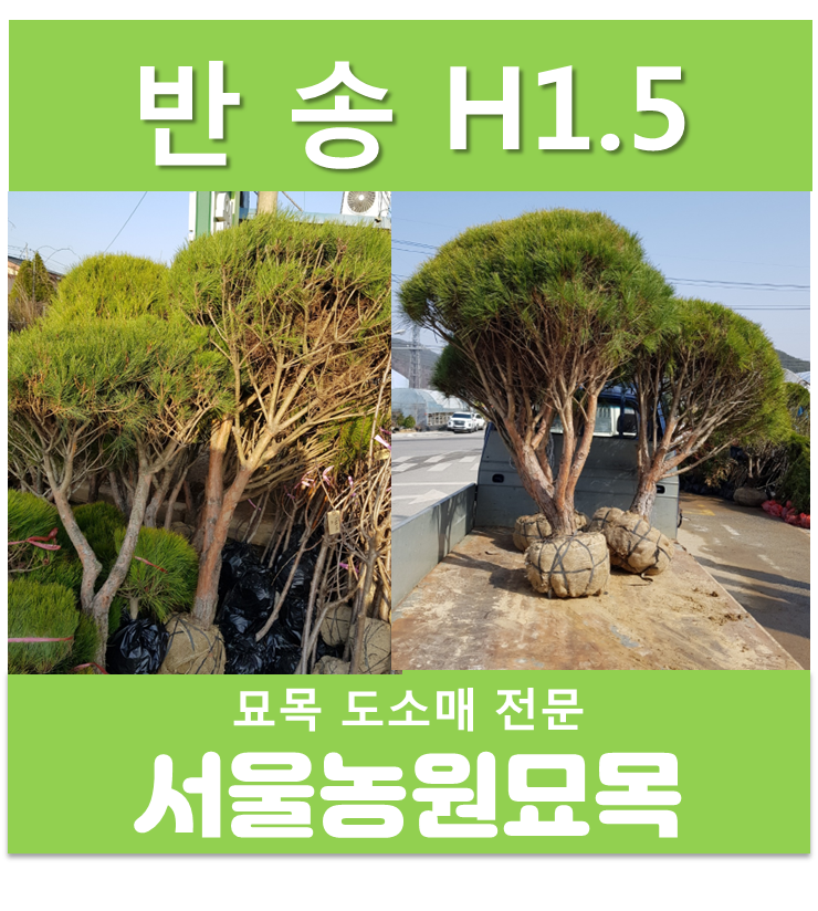 반송 H1.5m 소나무 분묘 용달발송 : 서울 농원