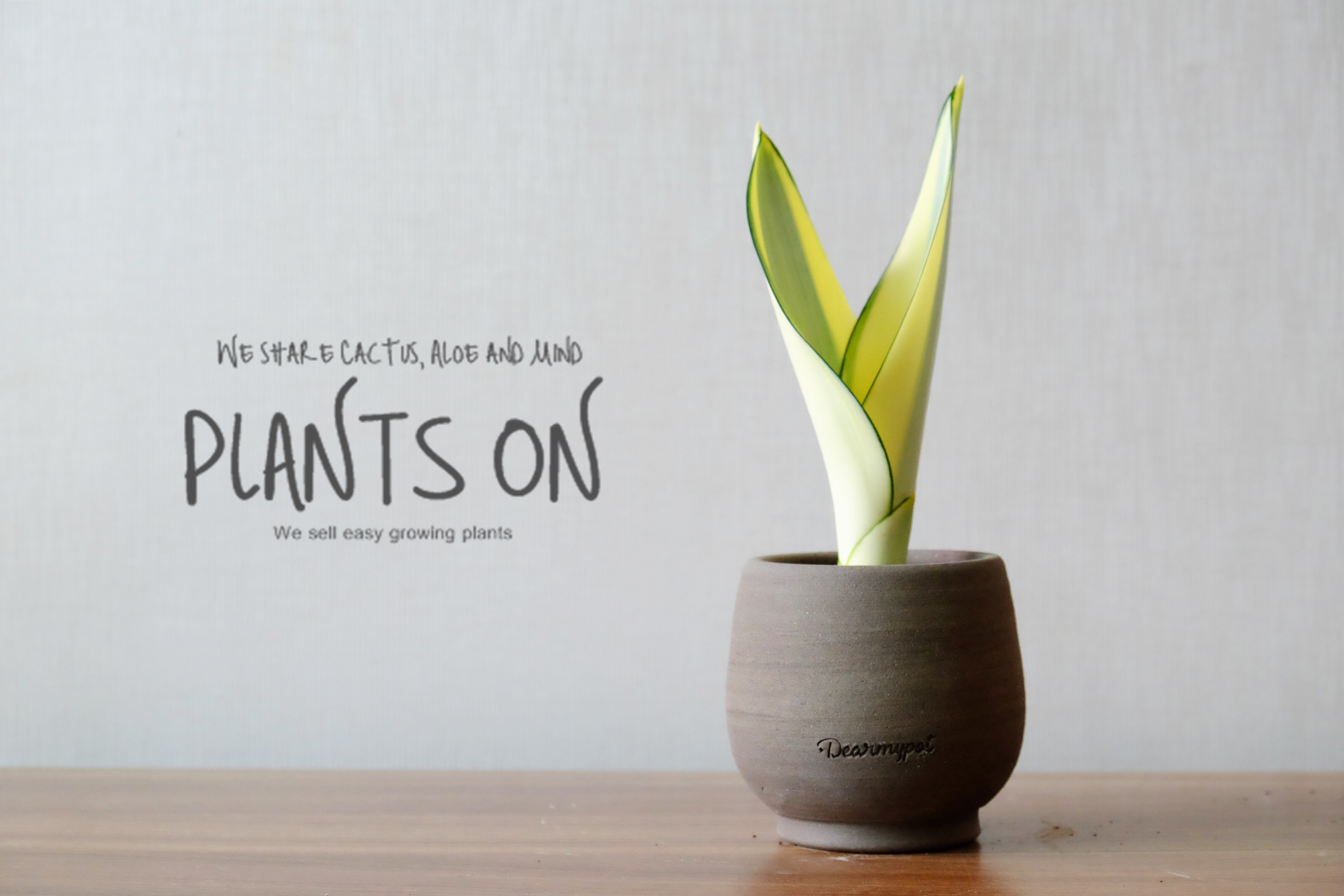 산세베리아 옐로우 선샤인 디어마이토분 상감무늬 U팟 무늬 포함 27cm / dearmypot Sansevieria yellow sunshine. : 플랜츠온