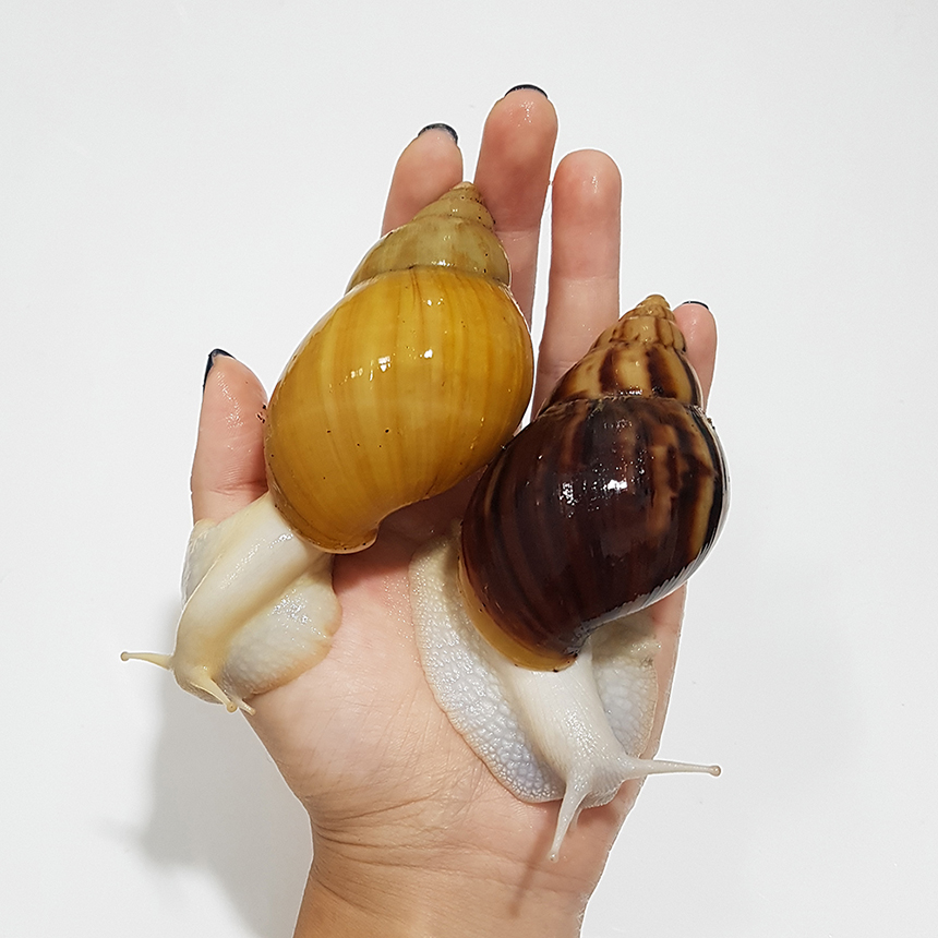 [달팽이키우기] 금와달팽이 4-5cm 1마리 : 귤팽이