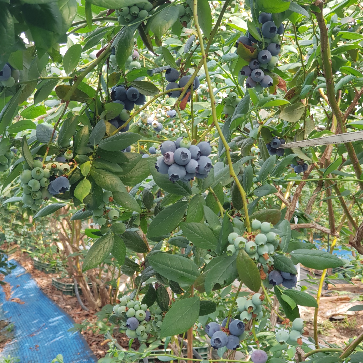 산지직송 2025년 국산 생블루베리 1kg 무농약 영동 블루베리 생과 : 아주마