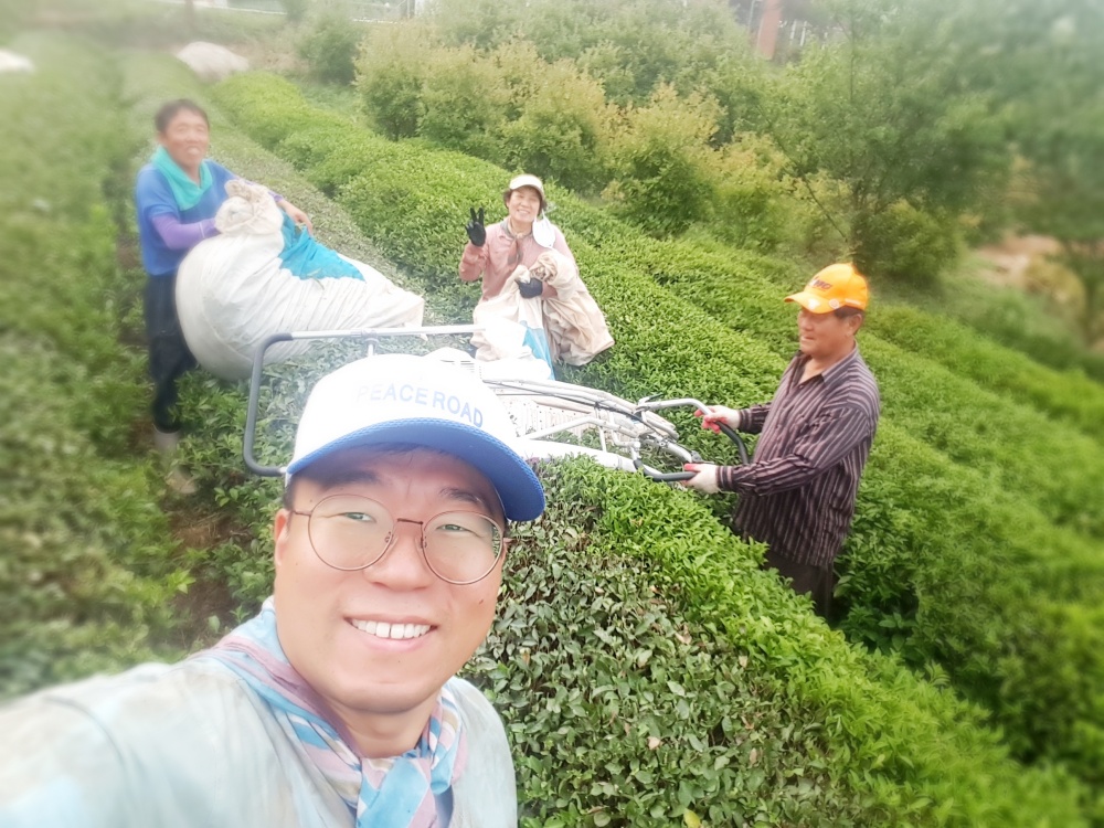 선다원 녹차 엽차 300g 유기농 보성녹차 카페 업소용 대용량 TEA 마시는차 효능 : 보성녹차선다원
