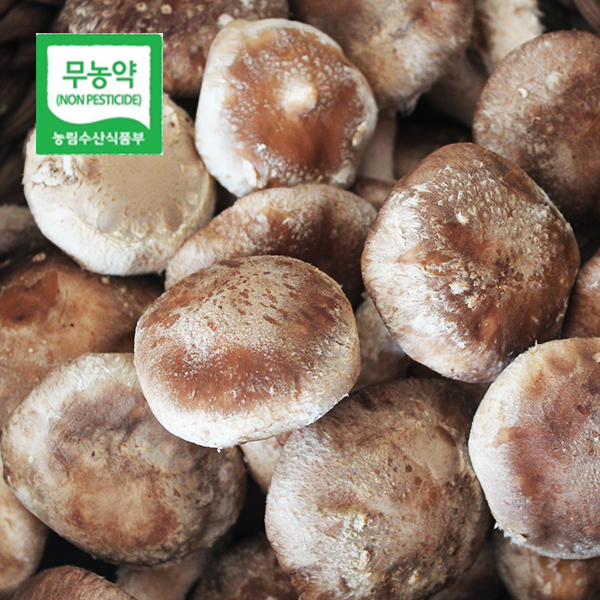 두메골농원 영양 무농약 버섯 착한 송이 500g 상품 : 더자연1