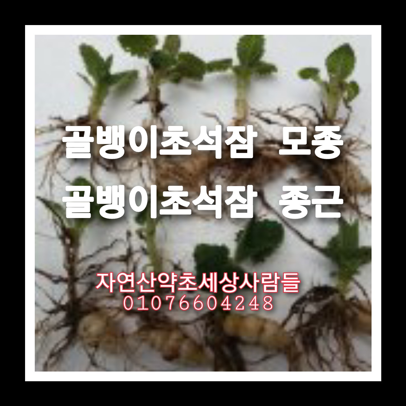 골뱅이 종근  50주 : 자연산약초세상사람들